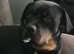 Female Rottweiler 3y