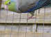 Breeding pair of Parrotlets.
