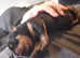1 boy 1 girl rottweiler