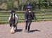 Standard 10.1hh shetland gelding ride and drive
