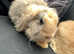 2 male rabbits