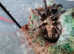 Rare Citharognathus tongmianensis - Chinese Stout-Leg Earth Tiger Tarantula