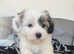 Chinese crested powderpuff boy 7 weeks old