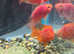 Parrot fish