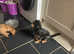 Cavalier King Charles ready to go to their new homes now