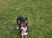 Female collie