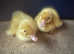 Ducklings