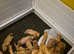 Beautiful dogue de bordeaux puppies