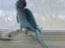 Stunning baby blue Indian ringnick parrot