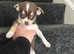Tiny chihuahua puppies KC- very tiny