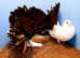 RARE BLACK TAIL FANTAIL PIGEONS