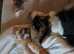 Border collie need loving home