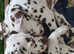 Last stunning boy ready to leave Kc registered dalmation liver spotted pups
