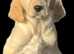 Health tested KC registered Golden Retriever Puppies