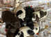 Some beautiful eye catching puppies