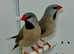 Beautiful Hecks Grass Finches for sale