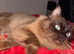 Mink sepia ragdoll male