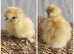 *BRAND NEW SHOWGIRL AND SILKIE/SATIN CHICKS *MUST SEE*