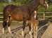 (Hemmingway x rhodium x Vincent filly