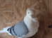 German owl hen for sale