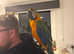 Harlequin macaw