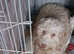 Clumber spaniel