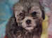 Stunning shihpoo ALL SOLD THANKYOU