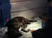2 female dutch shepherd beagle mix pups!