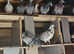 Pedigree  paper racing pigeons for sale