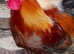 Gorgeous Blue Maran Cockerel - rare colouring.
