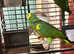 Beautiful blue fronted Amazon parrot