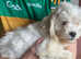 Lhasa apso x Shihtzu