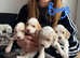 Beautiful cockerspaniels