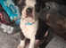 1 gorgeous 15 week old boy left