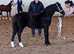 Welsh sec c colt