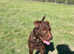 Stud dog patterdale