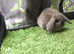 Opal and agouti mini lop baby rabbits for sale