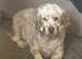 Clumber spaniel looking for forever home
