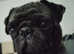 Lovely pug girl