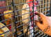 2 galah cockatoo