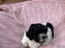 Shininon puppies