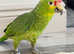 Stunning baby red crown Amazon parrot