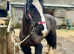 Pretty 14.1 5 yr old cob mare genuine and honest type