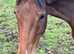 16hh tb filly