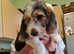 Petite Bassat Griffon hound puppies for sale