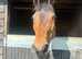 Aprox 16.2 bay mare