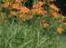 FREE! Orange Daylilies