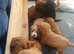 F1BB Cavapoo pups