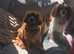 Cavalier King Charles spaniel puppies for sale