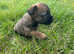 Border Terrier puppies